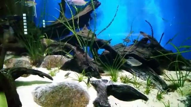 Москвариум_4 смотреть онлайн