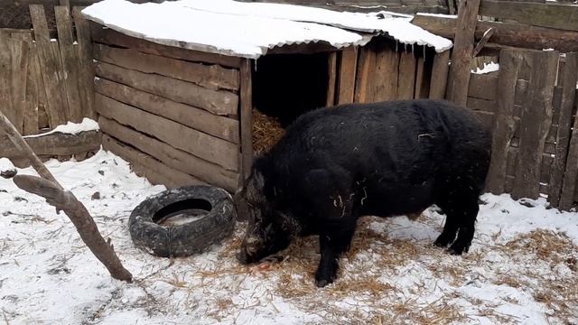 ДИКИЙ КАБАН ЕСТ МЯСО смотреть онлайн