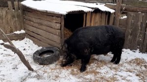 ДИКИЙ КАБАН ЕСТ МЯСО