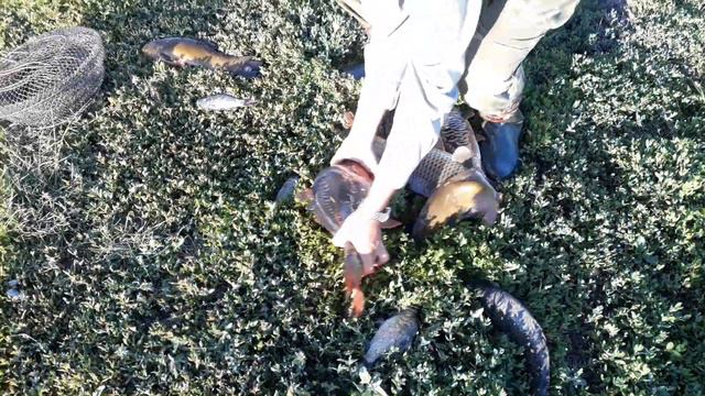 пруд "Черноморец" 12.07.17г. улов рыбака смотреть онлайн