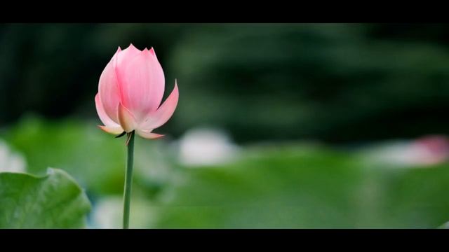 Metta Sutta Chanting |by Bhante Indarathana смотреть онлайн