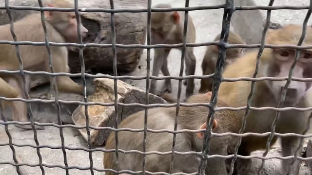 Жених обезьянки Люси Лешик ПОДРОС! смотреть онлайн