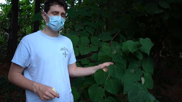 Cercis canadensis (eastern redbud) смотреть онлайн