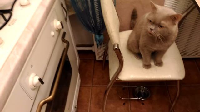 Кот ругается матом (почти)) и требует еду. Кот ругается на хозяина. Cat swears at the owner смотреть онлайн