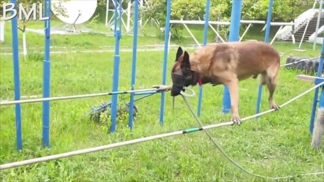 Belgian Malinois / Бельгийская овчарка Малинуа смотреть онлайн