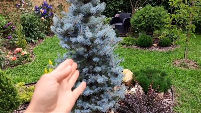 Обрезка роз. Обработка и подкормка. Борьба с паутинным клещом. Эффективное средство от муравьёв. смотреть онлайн