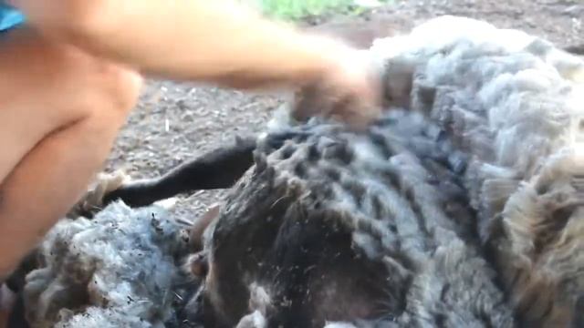 Стрижем барана//как стричь овцу ножницами//Shearing a sheep//how to shear a sheep with scissors смотреть онлайн