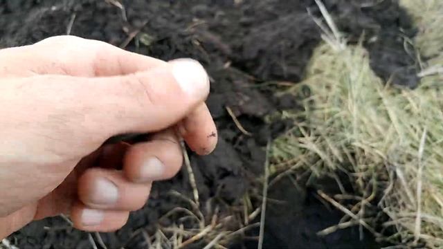 Detech Gold Catcher-Первый пробный выход