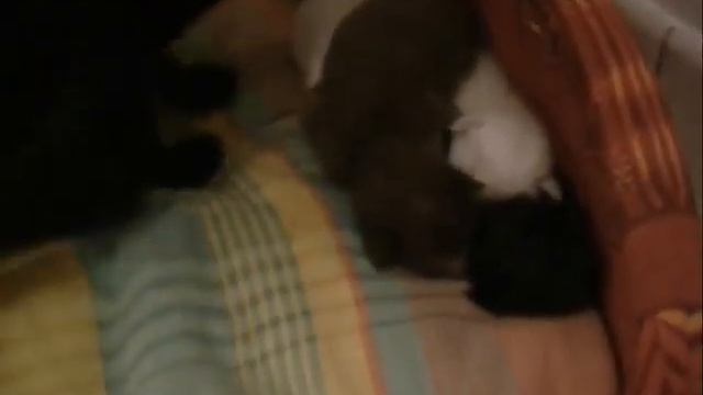 Oriental ebony cat & kittens - Chat oriental noir et chatons смотреть онлайн