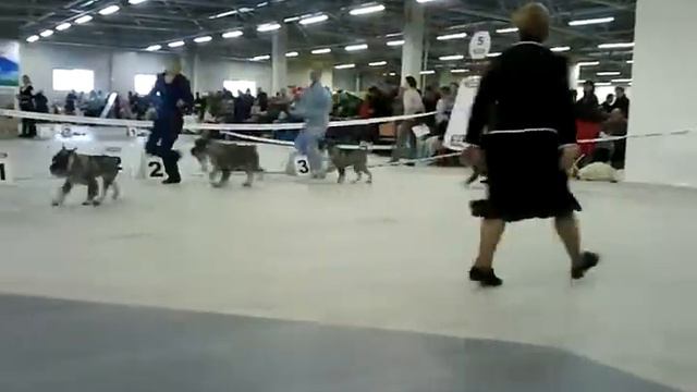 Монопородная выставка средних шнауцеров.3gp смотреть онлайн