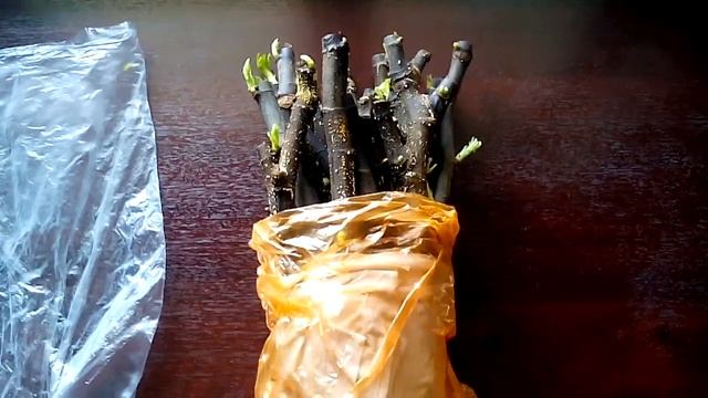 укоренение черенков инжира. самый эффективный способ смотреть онлайн