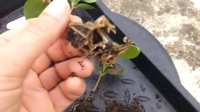 Re potting my Magnolia Tree Seedlings смотреть онлайн