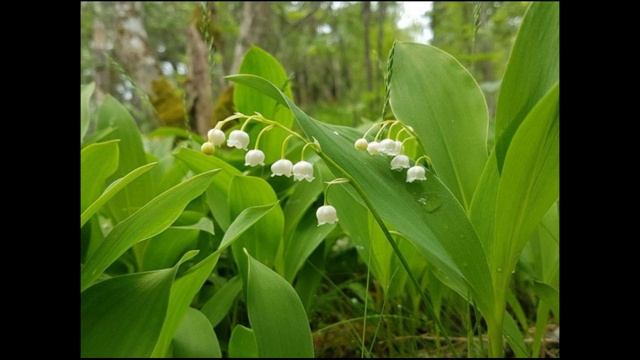 Ландыши смотреть онлайн