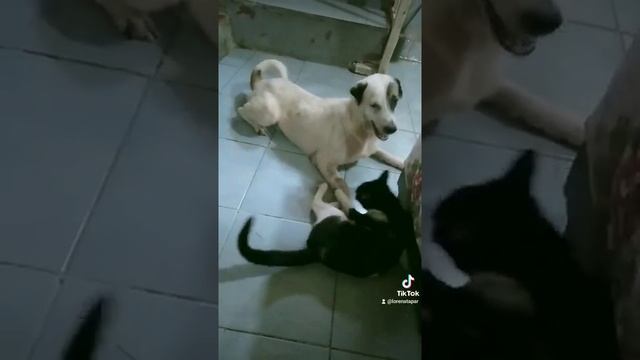 Hinihintay Ni Batik Ang Kanyang Best Friend ?????