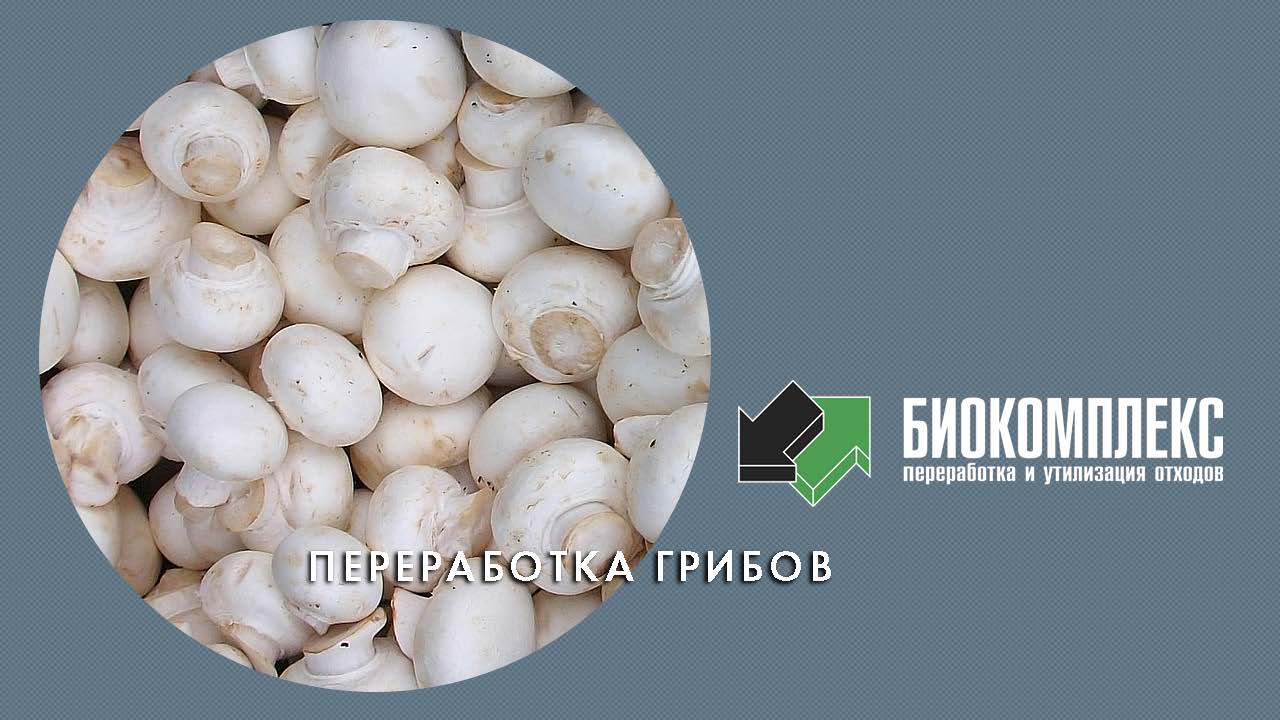 Переработка грибов смотреть онлайн