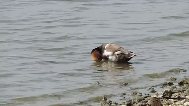 Красноносый нырок - Netta rufina смотреть онлайн
