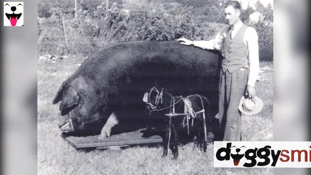 Самые крупные представители животных. смотреть онлайн