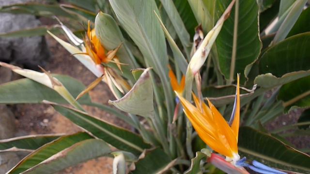 Birds of Paradise Plant смотреть онлайн