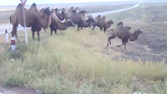 Корабли пустыни смотреть онлайн