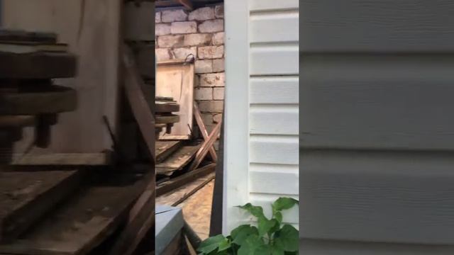 Кошки под Камерой