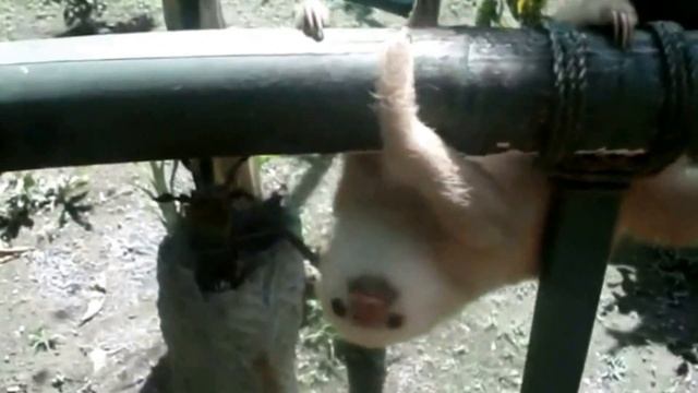 Elitefishing.net представляет: детеныш ленивца Коста Рика смотреть онлайн