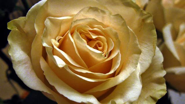 Лучшие песни и цветы онлайн смотреть онлайн