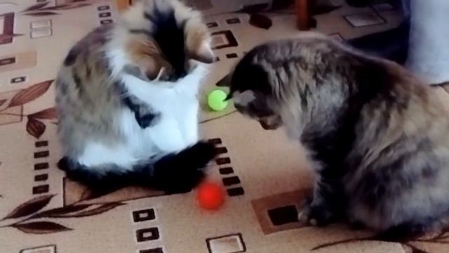 Коты играют в мячики смотреть онлайн