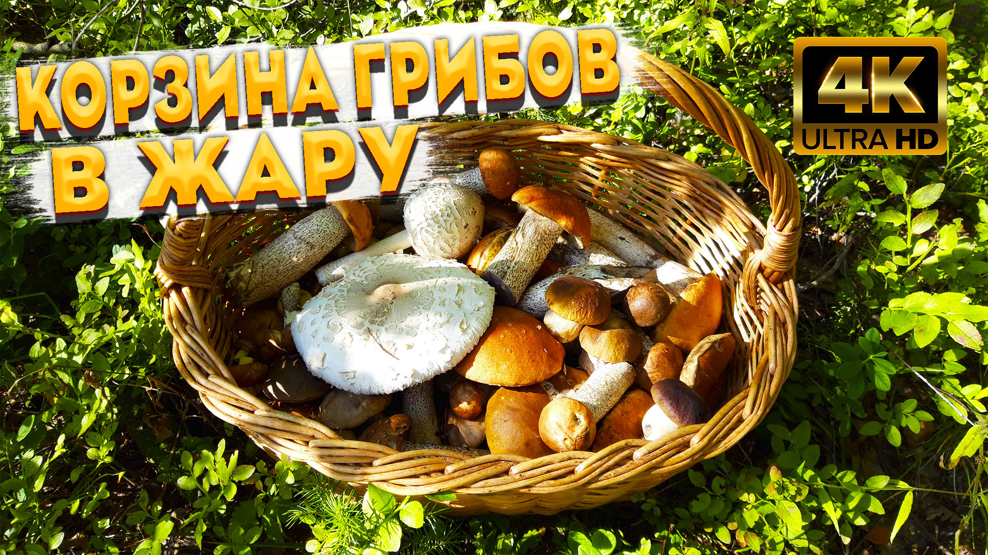 ?САМОЕ ЖАРКОЕ ЛЕТО ПОДАРИЛО ПОЛНУЮ КОРЗИНУ ГРИБОВ?БЕЛЫЕ ГРИБЫ И ПОДОСИНОВИКИ РАСТУТ?ГРИБ ЗОНТИК смотреть онлайн