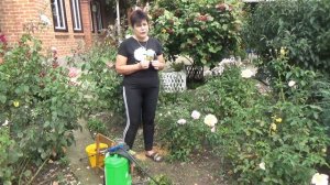 Мучнистая роса на розах Чем обработать розы