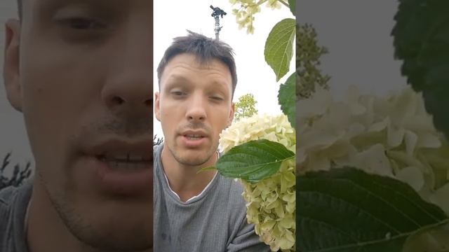 Jak mieć piękne hortensje bukietowe? смотреть онлайн