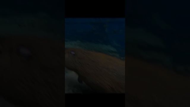 эдит капибареееее