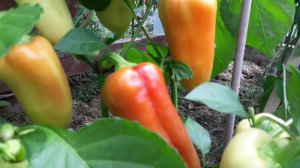 Перец Адмирал F1, один из  самых урожайных в этом июне