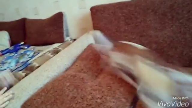 Кора смотреть онлайн