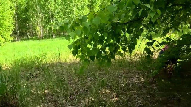 В мае пошли свинухи, маслята, подберезовики смотреть онлайн