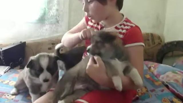 Не выбрасывайте животных смотреть онлайн