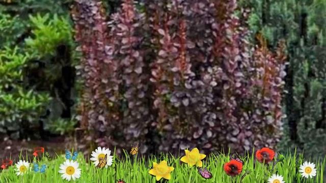 Барбарис тунберга Ред Рокет ? Обзор: посадка и уход. саженцы барбариса: описание и особенности смотреть онлайн