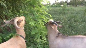 Чем полезен козий жир.