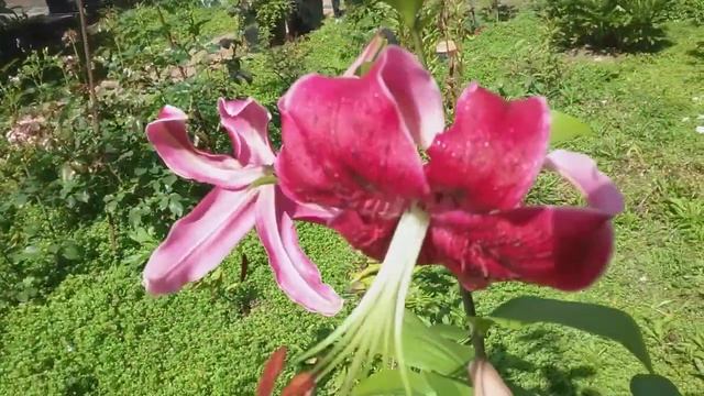 Лилия ОТ-гибрид Мисс Фея. смотреть онлайн