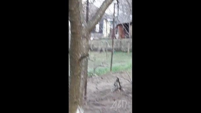Зайцы на нашей даче. смотреть онлайн