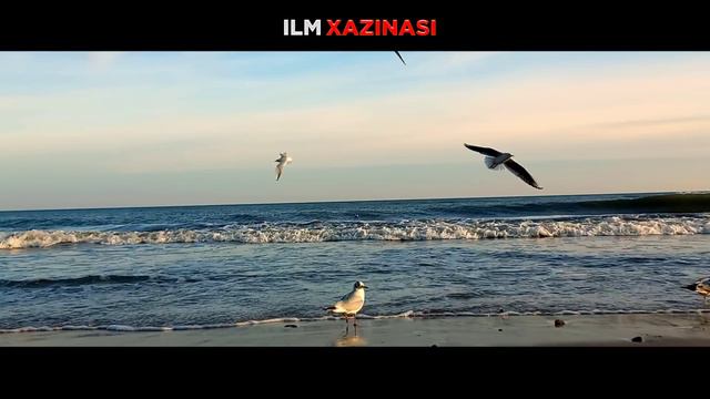 ДОЛЗАРБ МАВЗУ! ЁШУ-ҚАРИ ЭШИТСИН! °МУФТИЙ НУРИДДИН ХОЖИ ДОМЛА ХАЗРАТЛАРИ° #yangimaruza