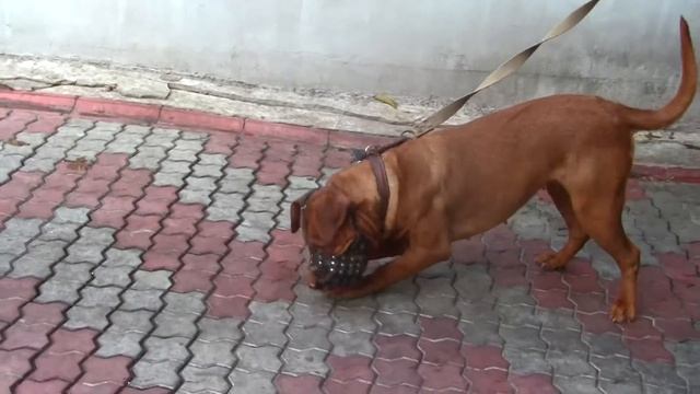 Охрана Питомник бордоских догов «Perle de France» http://perl.petsinform.com/ смотреть онлайн