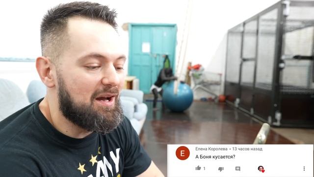 Q&A "4" | Новости сегодня - Шимпанзе Боня, Дан Запашный и их тренировка | Vlog Bobobo утром смотреть онлайн