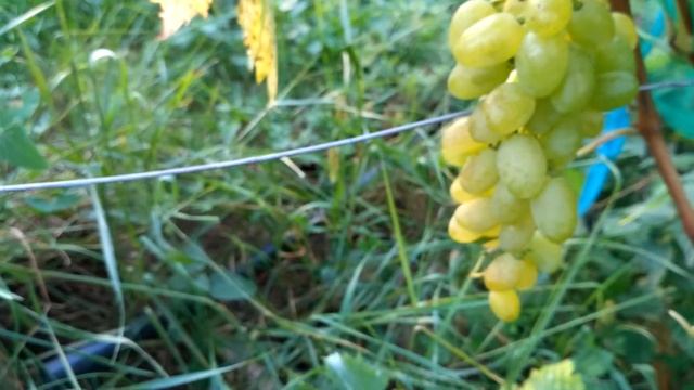 Виноград Восторг овальный или Баклановский смотреть онлайн