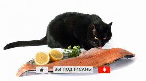Почему кошку рвет после еды и что с этим делать