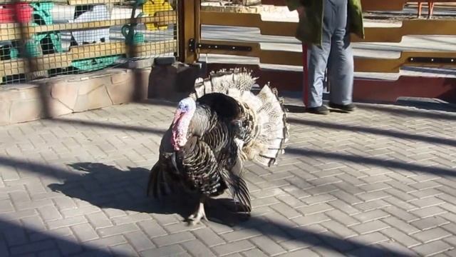 Важный индюк,хотя слегка обшипанный... смотреть онлайн