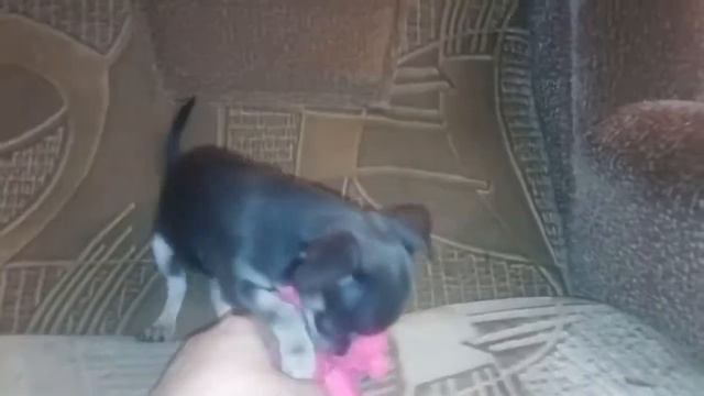 В продаже озорная девЧишка голубая с подпалом смотреть онлайн