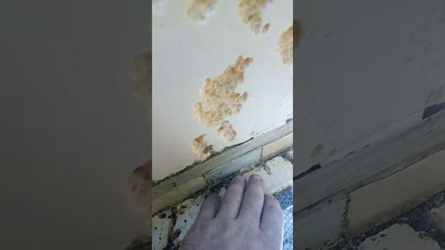 Улей из пеноплекса не оправдал надежд. смотреть онлайн