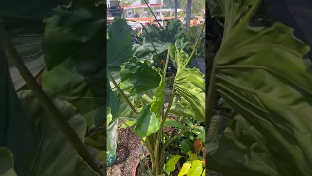 อโลคาเซีย ปลากระเบน หรือหางกระเบน Alocasia stingray #อโลคาเซียปลากระเบน#อโลคาเซีย#หางกระเบน смотреть онлайн