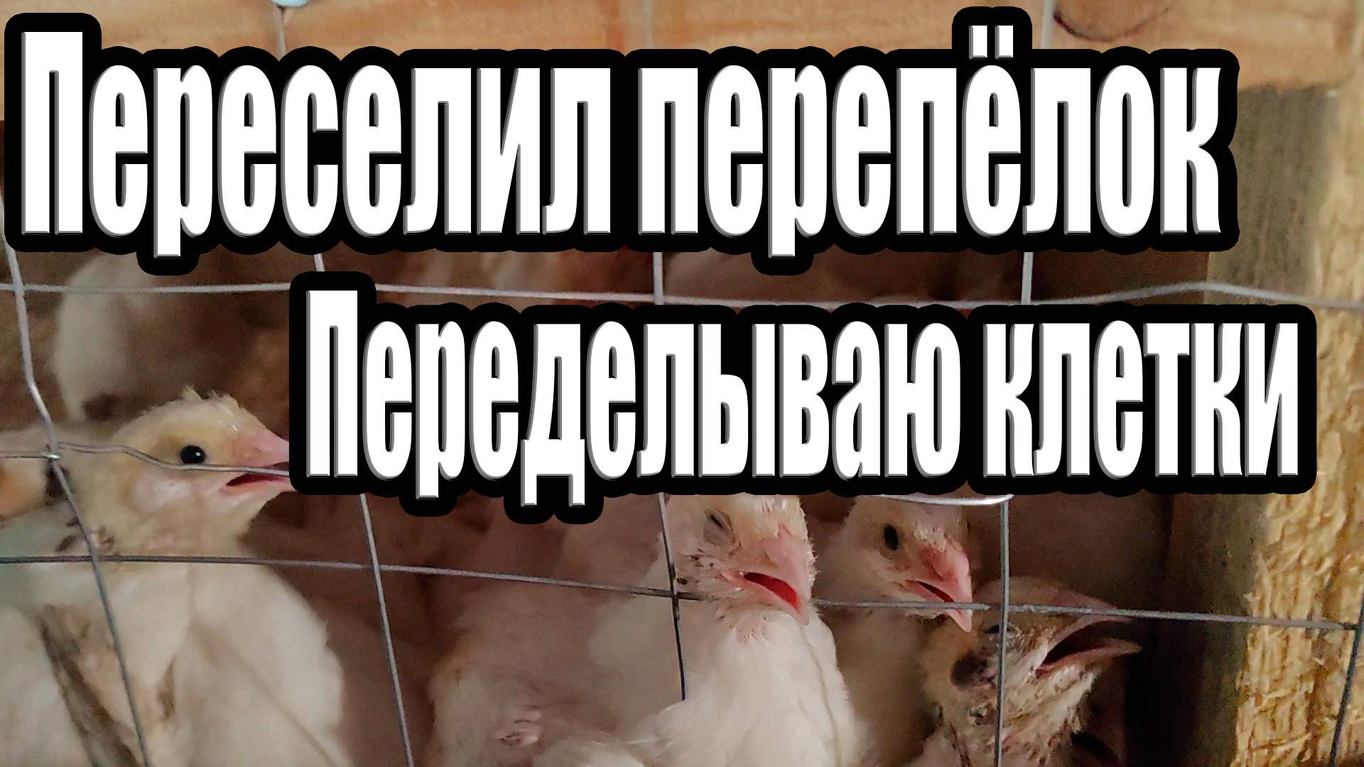 Переселил перепела / Переделываю клетки смотреть онлайн