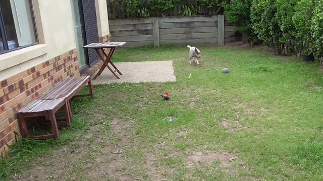 Dog Training Gold Coast | Review of Liker Ball Part 2 смотреть онлайн